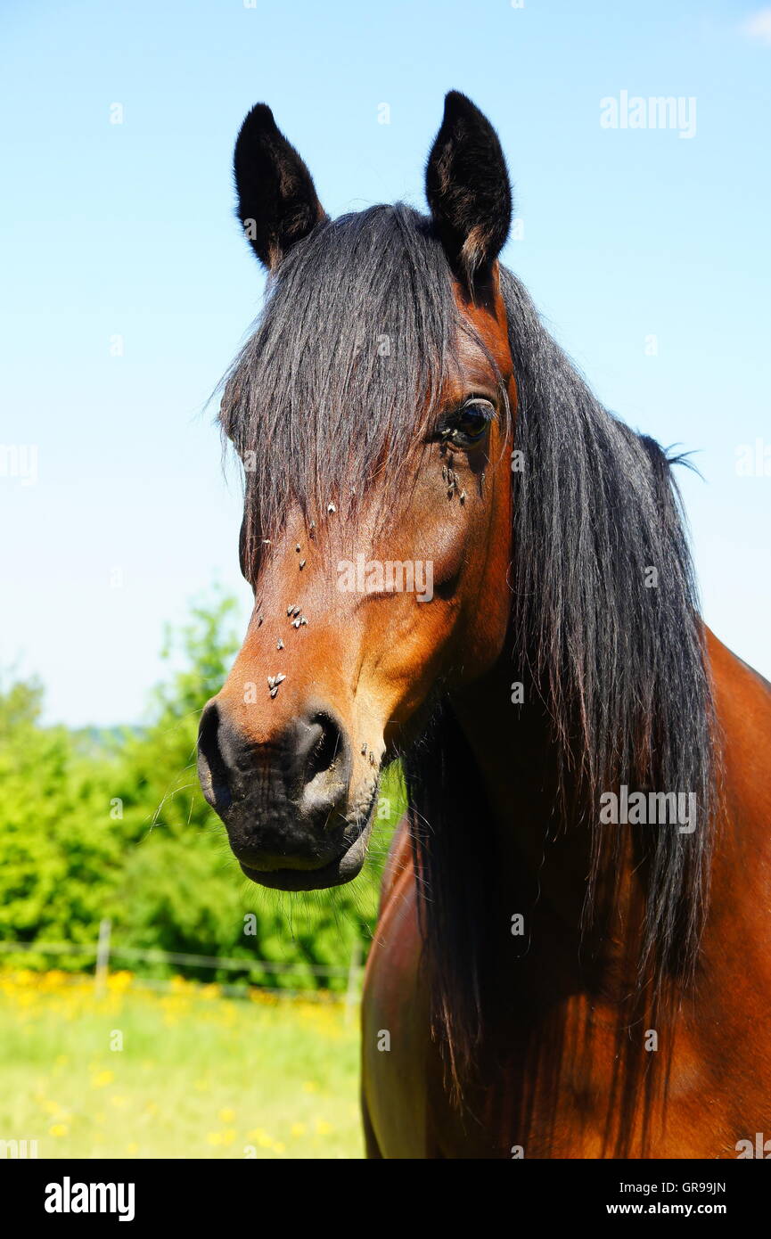 Braune Pferdekopf mit langen schwarzen Mähne Stockfoto