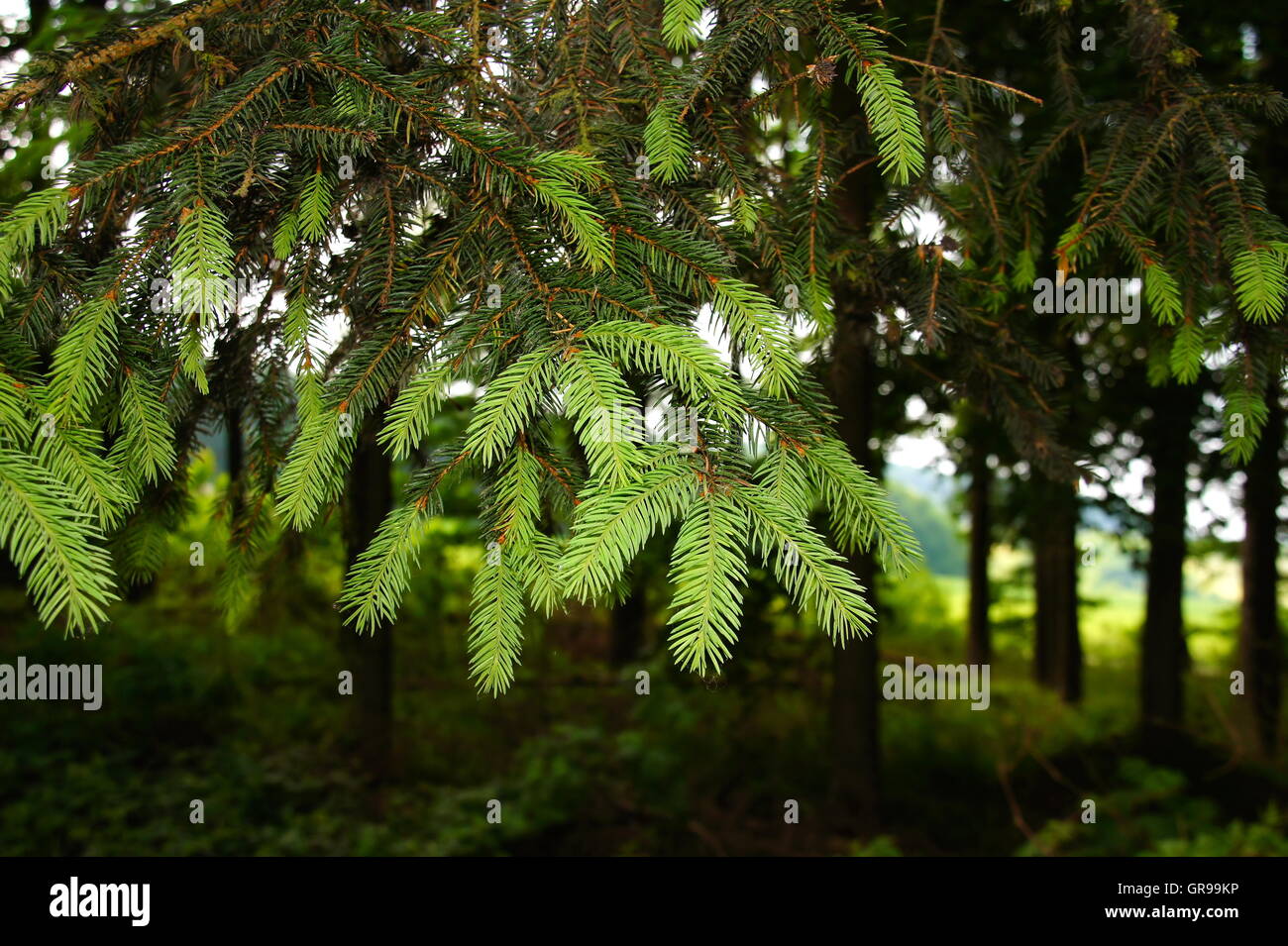 Leichte grüne junge Tannenzweigen im Wald Stockfoto