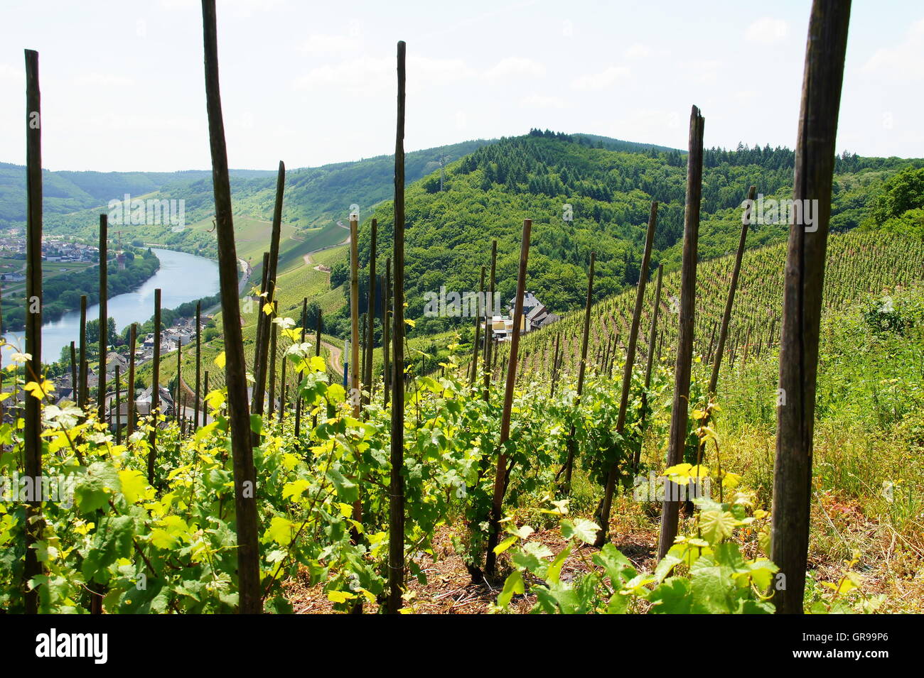 Weingut Ürziger Würzgarten, den linken Rand Zeltingen Stockfoto