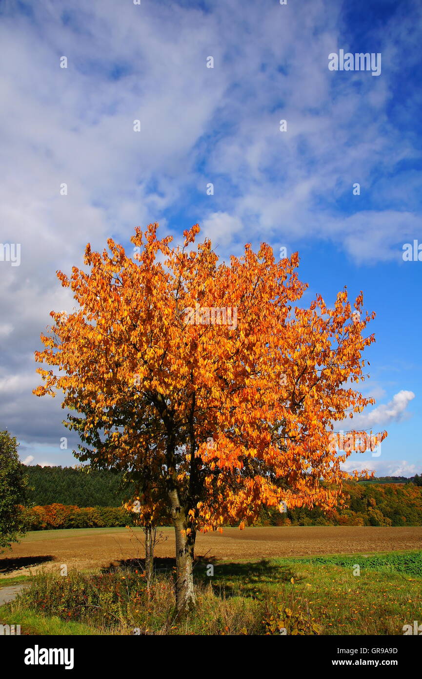 Gold-gelb gefärbt Kirschbaum im Herbst Stockfoto