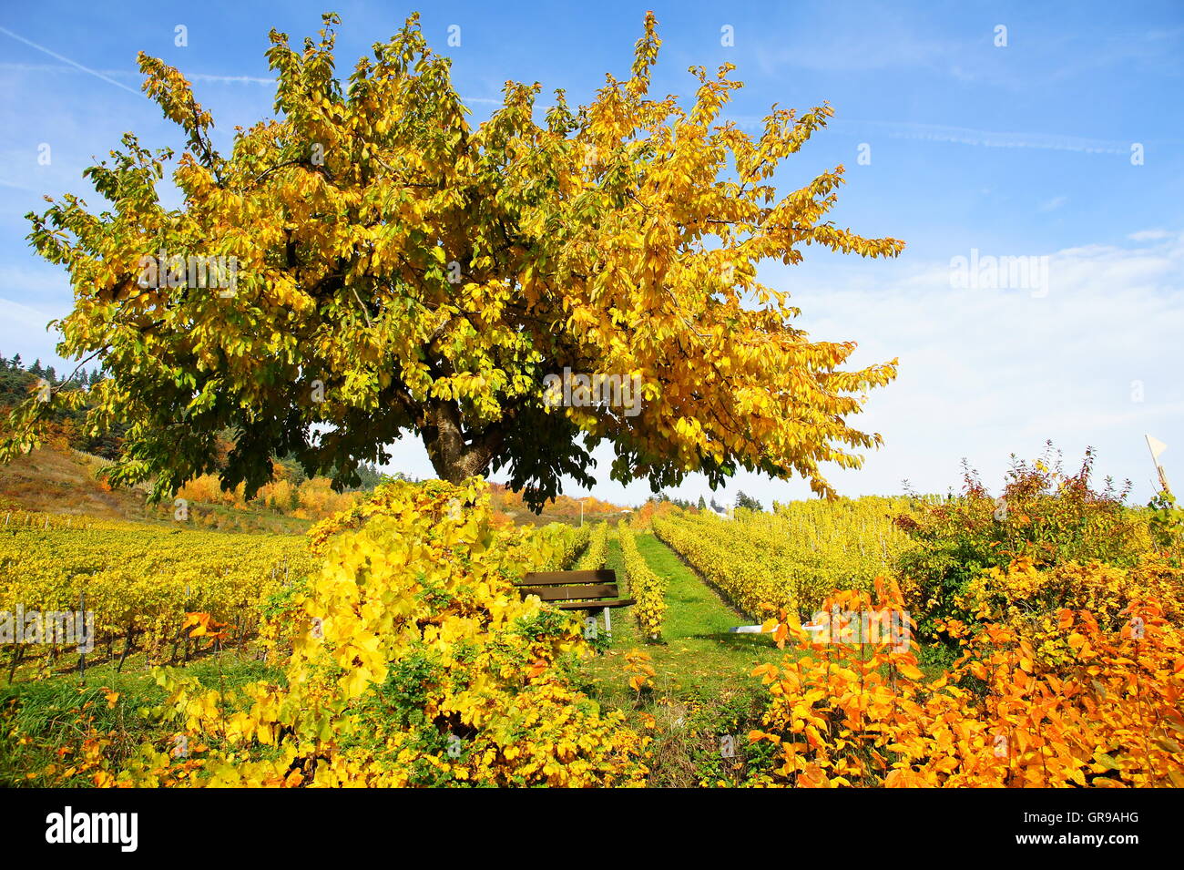 Gelbe Cherry Tree, Bank und bunten Sträuchern In den Weinbergen von Kröv an der Mosel Stockfoto