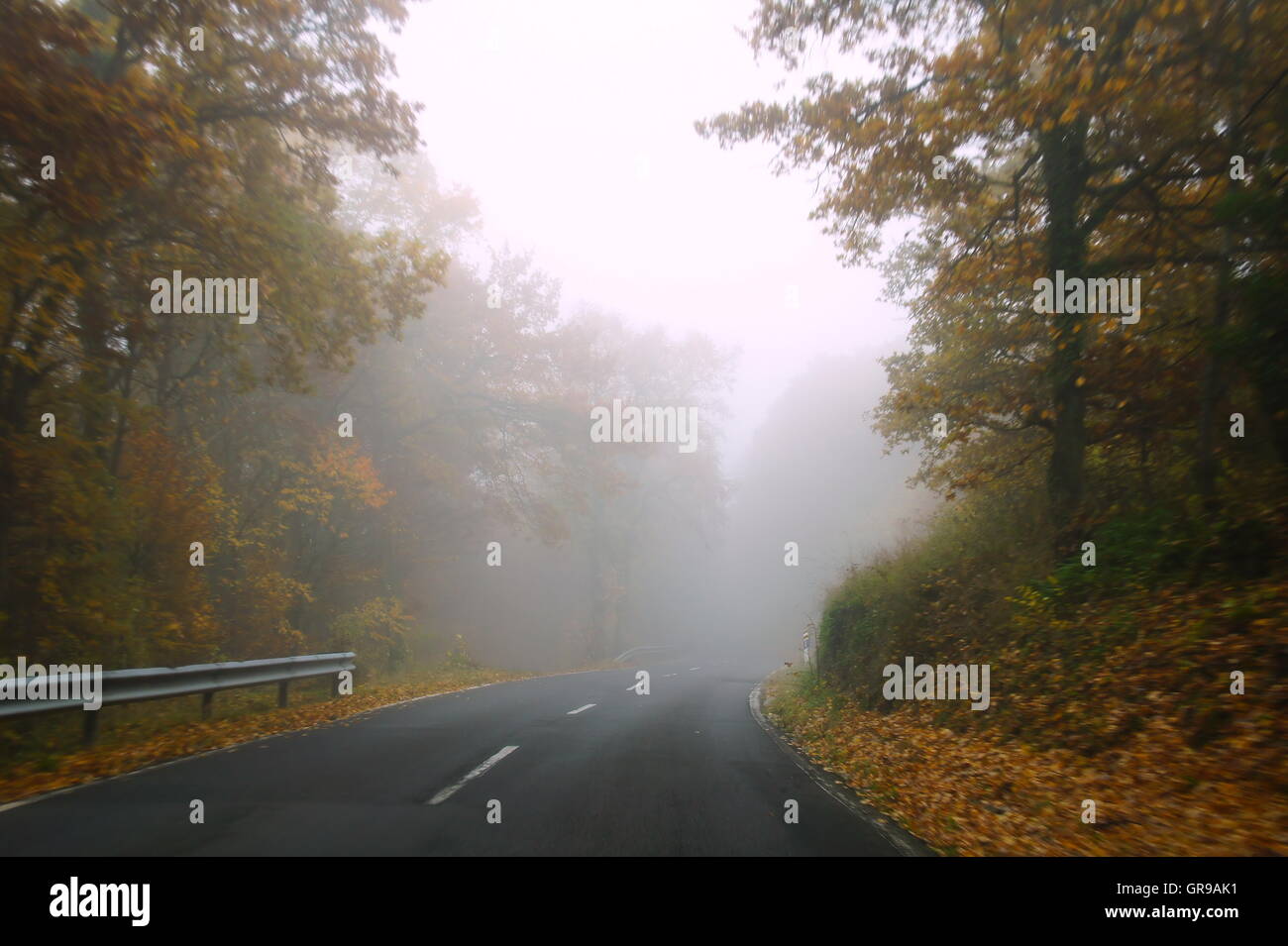 Straße durch den Wald mit dichtem Nebel Stockfoto