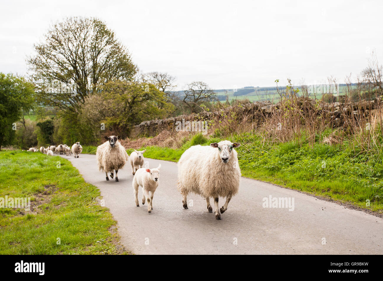 Schafherde, Schafe und Lämmer, zu Fuß bis Landstraße, Haydon Bridge, Northumberland, England, Vereinigtes Königreich Stockfoto