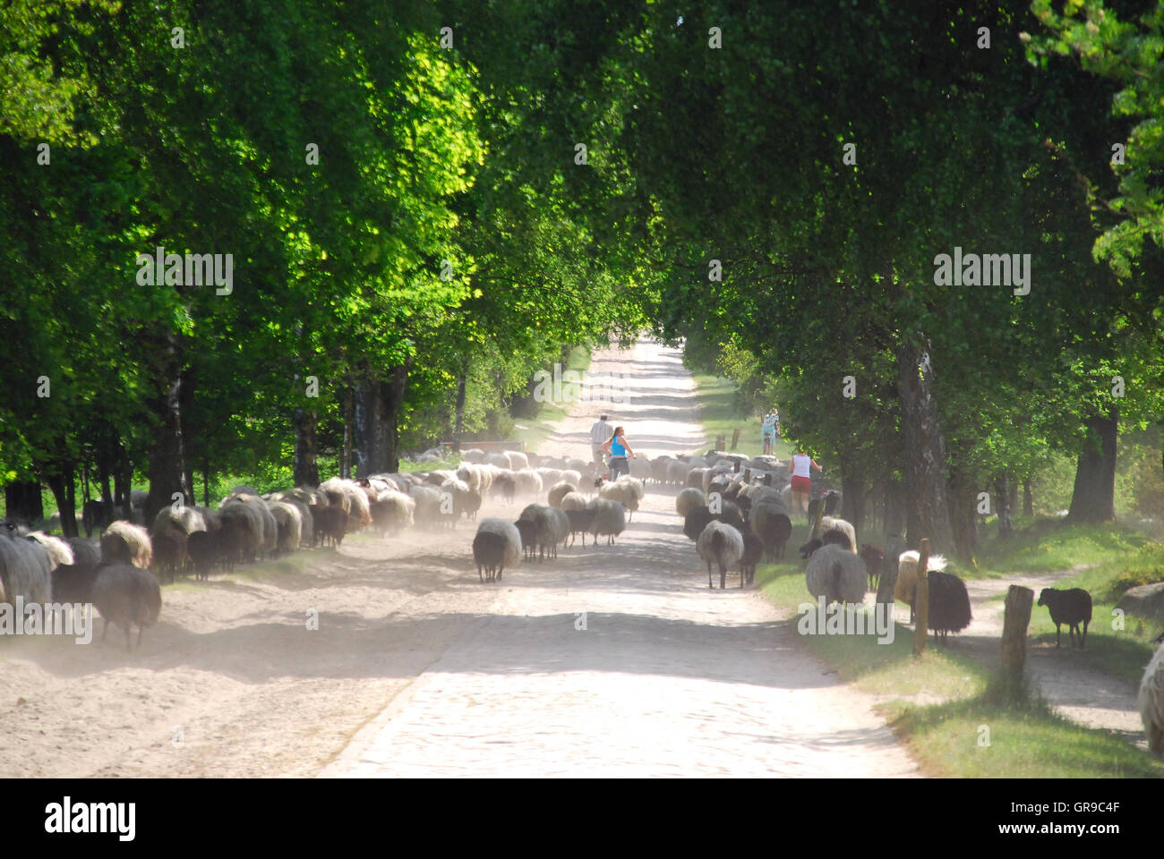 Lüneburg Heath Stockfoto