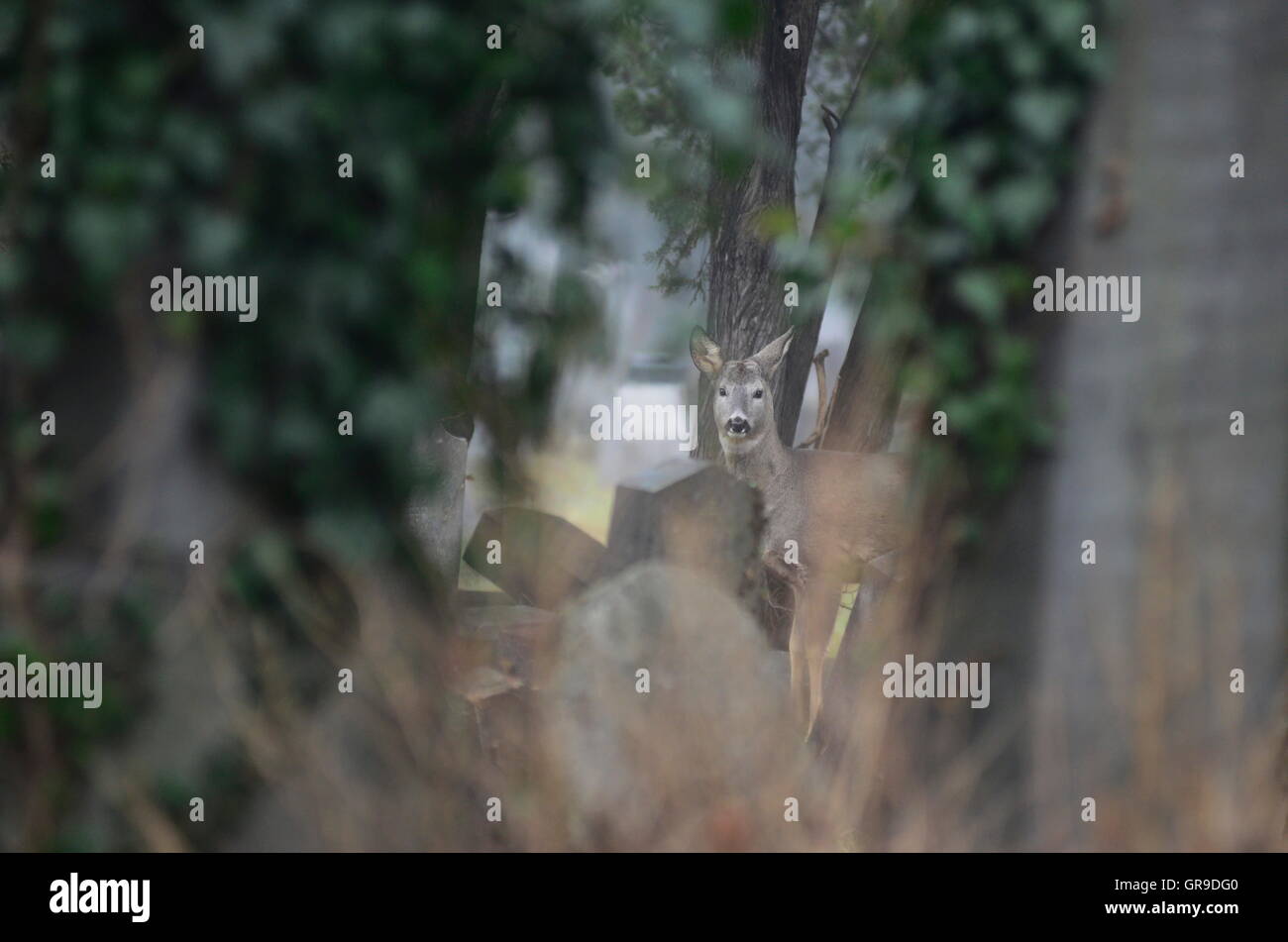 Tierwelt In Wien-Wien Zentralfriedhof Stockfoto