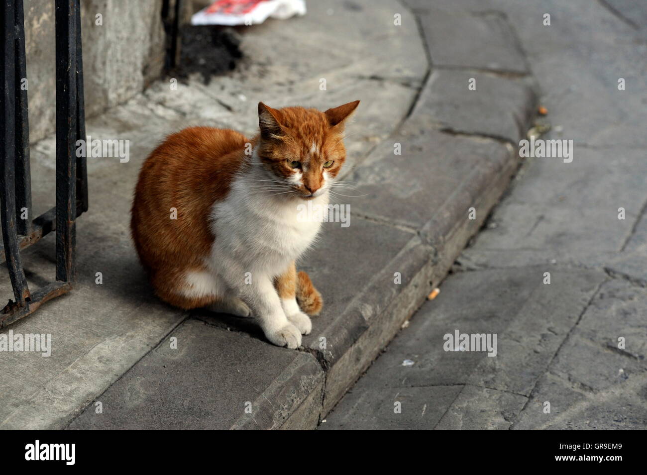 Straßenkatze In Istanbul Stockfoto