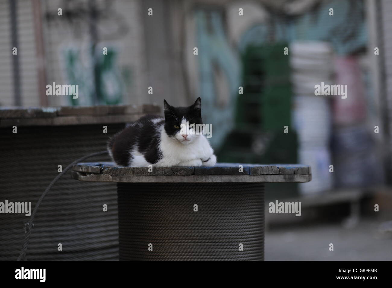 Straßenkatze In Istanbul Stockfoto