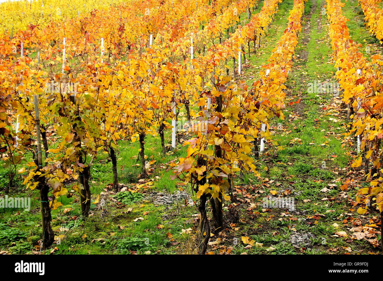 Gelbe rote Reben im Herbst in der Nähe von Enkirch an der Mosel Stockfoto