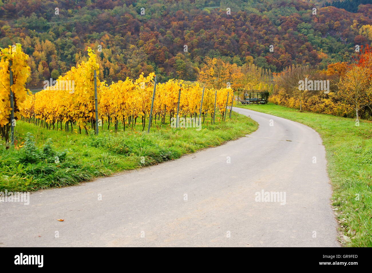 Weinberg und Weg In Enkirch an der Mosel im Herbst gelb Stockfoto