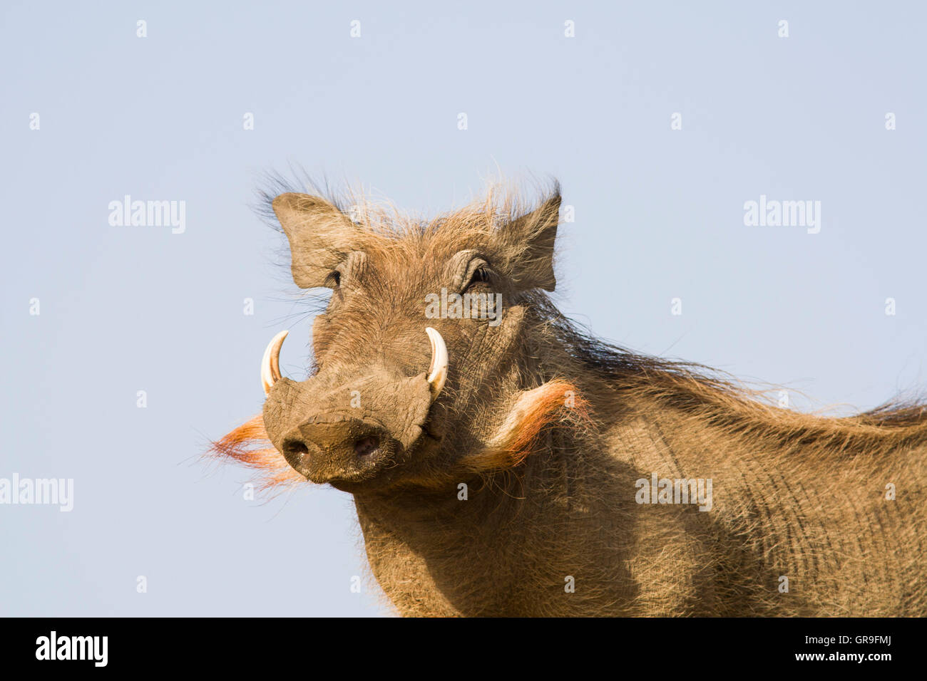Gemeinsamen Warzenschwein (Phacochoerus Africanus), Nationalpark Djoudj, Senegal Stockfoto