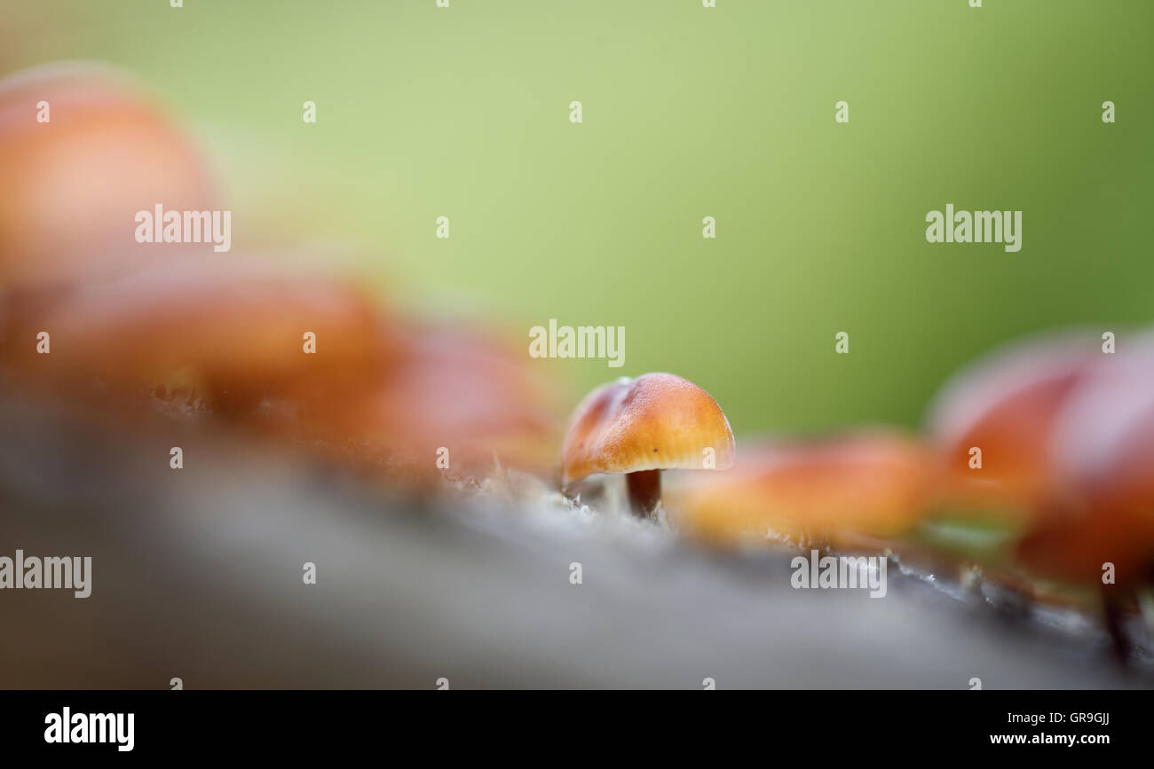 Samt Schaft Stockfoto