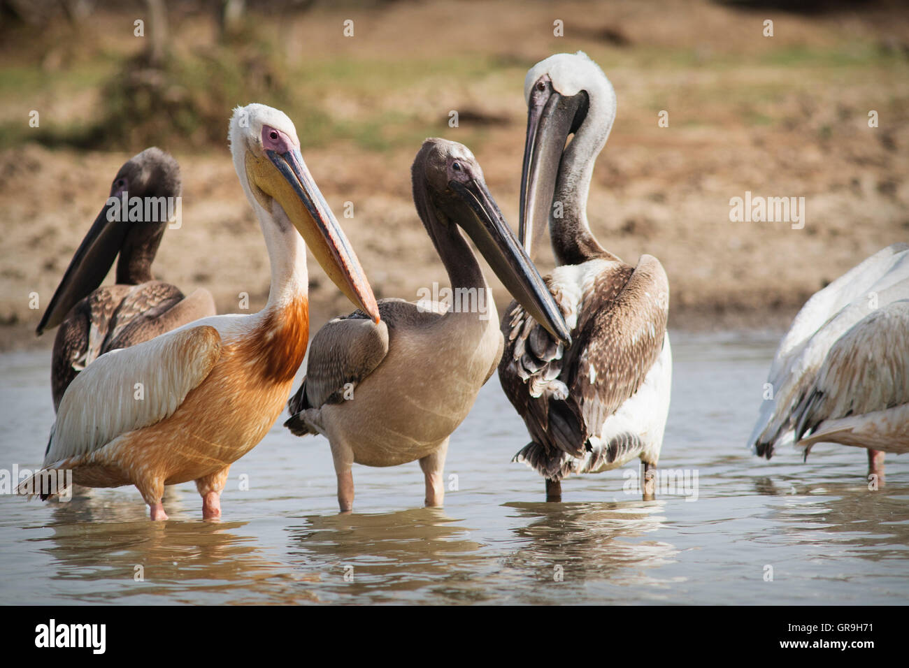 Große weiße Pelikane (Pelecanus Onocrotalus) Gruppe von Erwachsenen und subadulten, Nationalpark Djoudj, Senegal Stockfoto