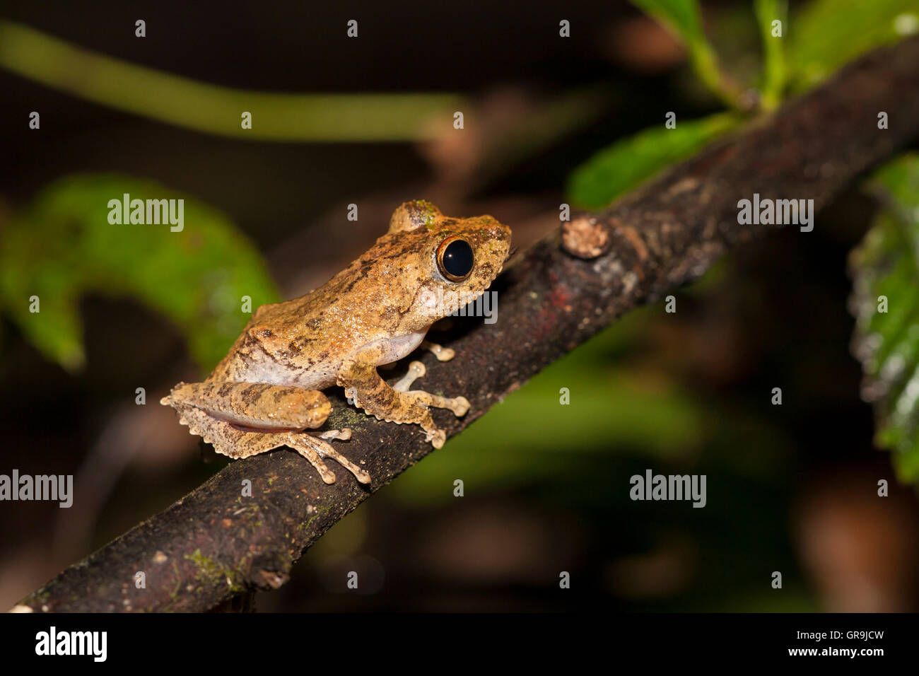 Rüschen Laubfrosch (Rhacophorus Appendiculatus), Kinabatangan, Sabah, Borneo, Malaysia Stockfoto