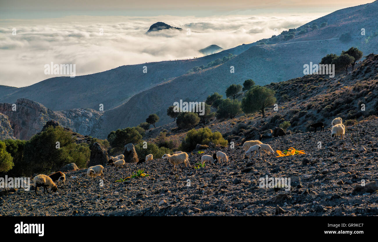 Schafe weiden über den Wolken im Süden von Kreta, Griechenland Stockfoto