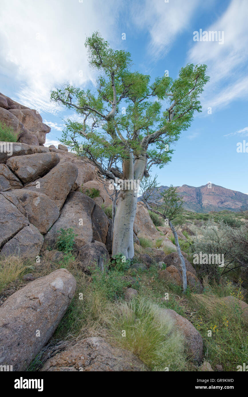 Moringa Baum im Erongo Gebirge Namibia Stockfoto