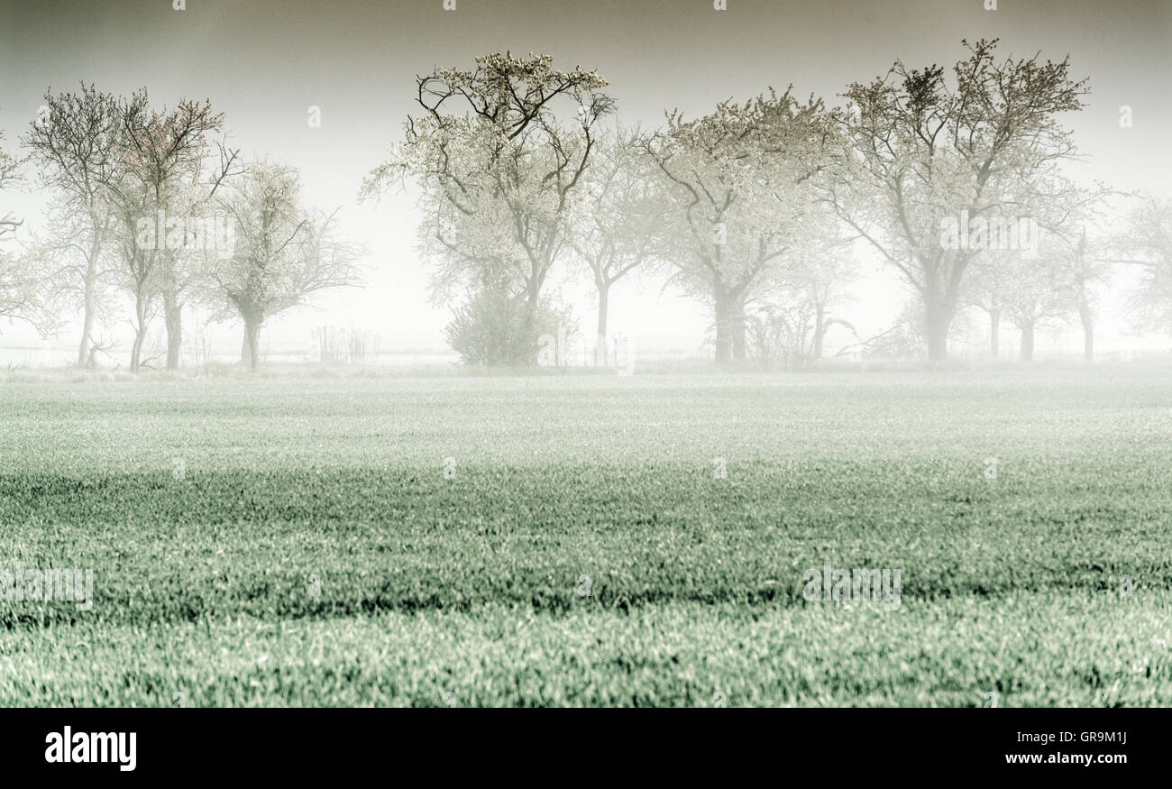 Frühling In der Hessischen Ried-Hessen-Deutschland Stockfoto