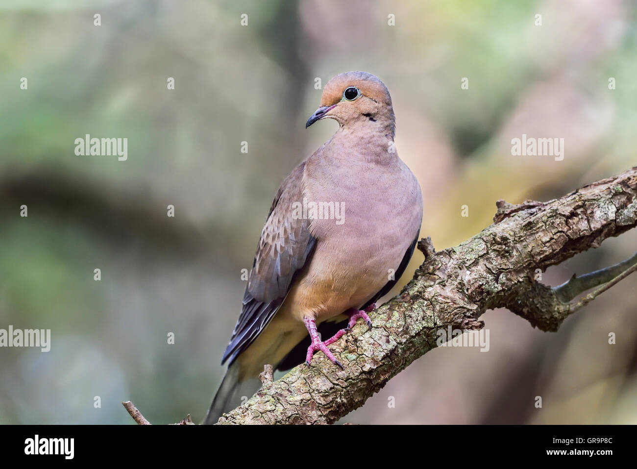 Mourning dove Stockfoto