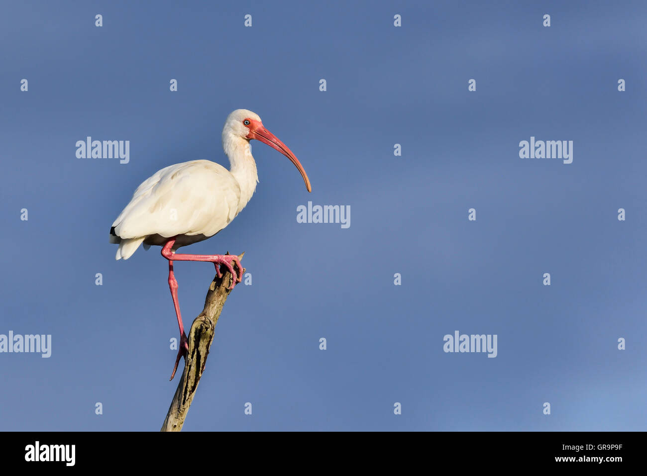 Amerikanische weiße Ibis Stockfoto