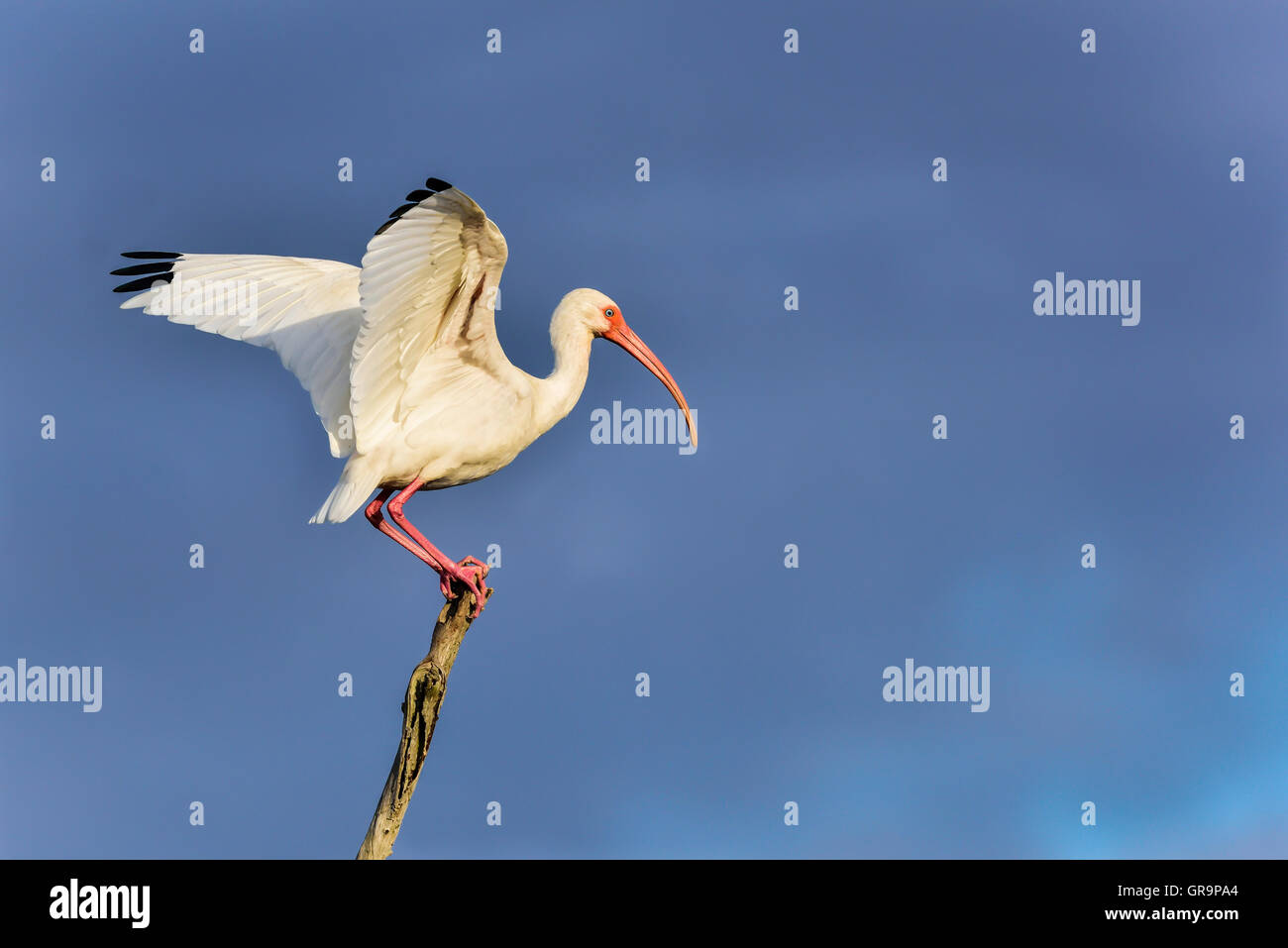 Amerikanische weiße Ibis Stockfoto