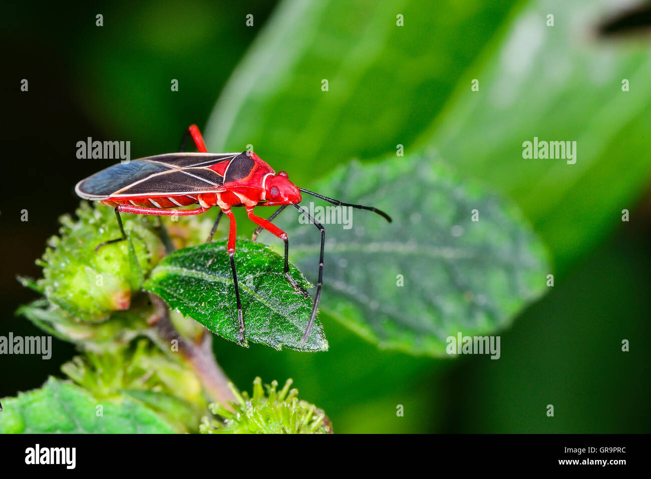 Baumwolle-Stainer Stockfoto