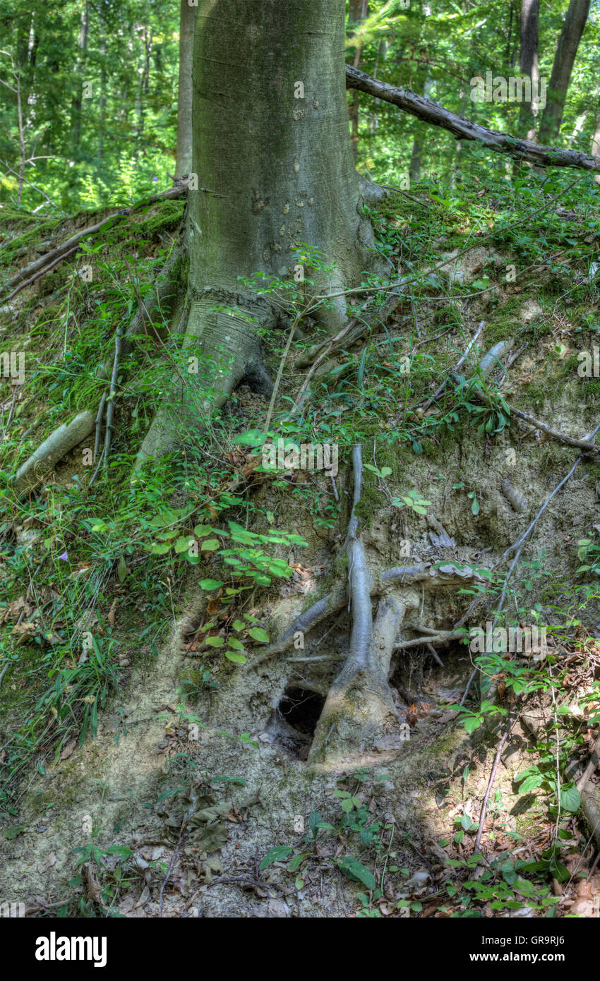 Fuchsbau unter Baumwurzeln stumpf Buche Stockfoto