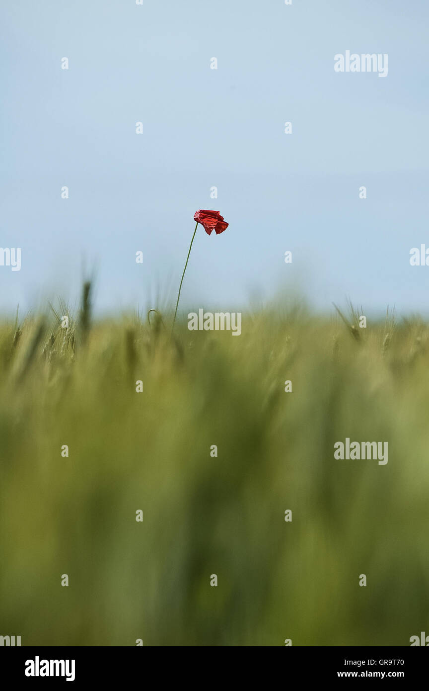 Eine einzelne Mohnblume am Himmel über den Ohren Von Mais Stockfoto