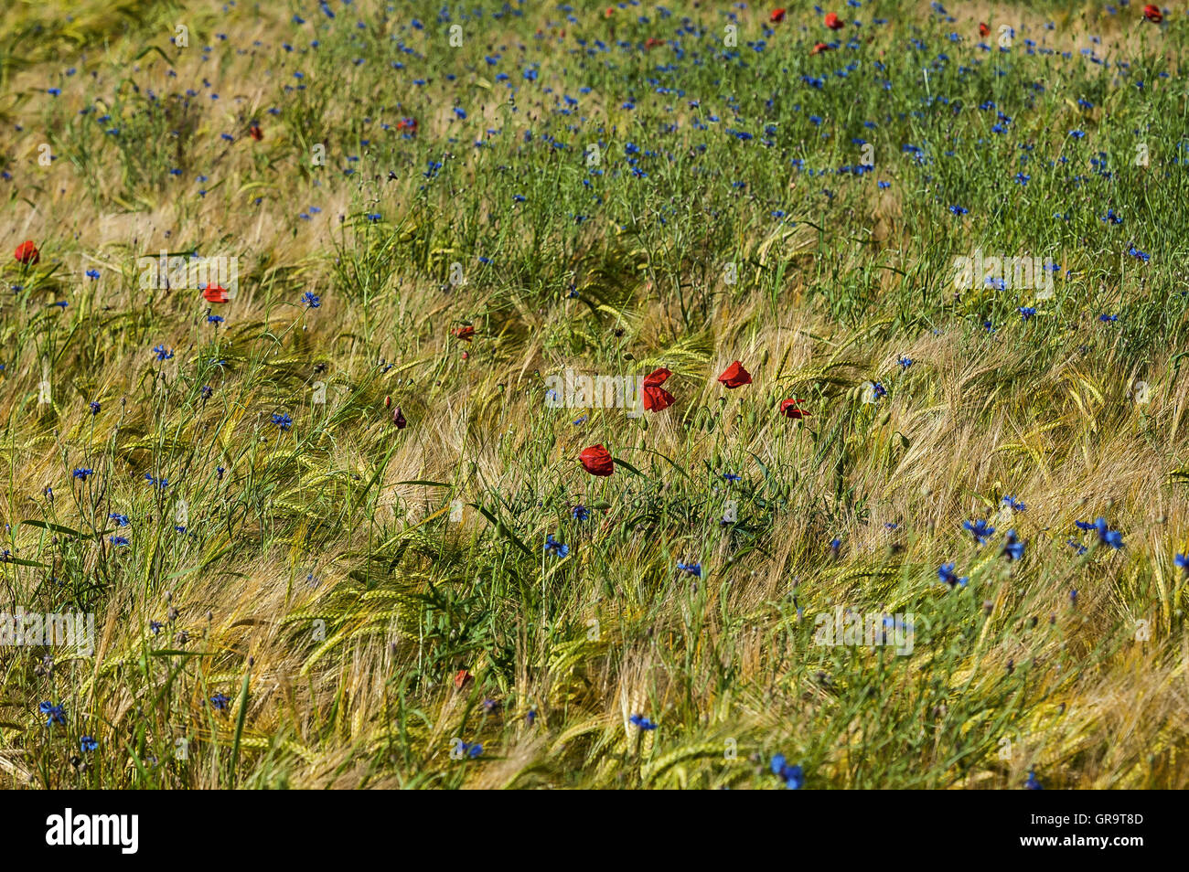 Mohn (Papaver Rhoeas) und Flockenblumen (Centaurea L.) unter Getreide. Stockfoto