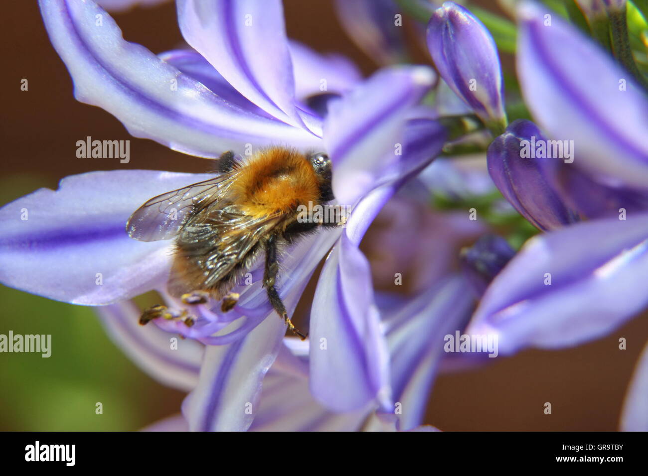 Agapanthus-Afriicanus Stockfoto