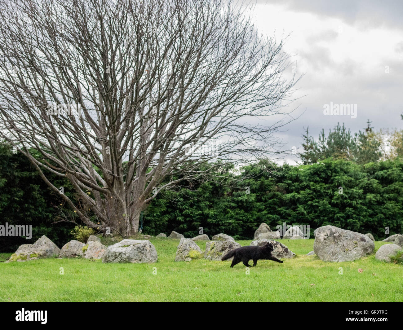 Steinkreis mit schwarzer Katze Stockfoto