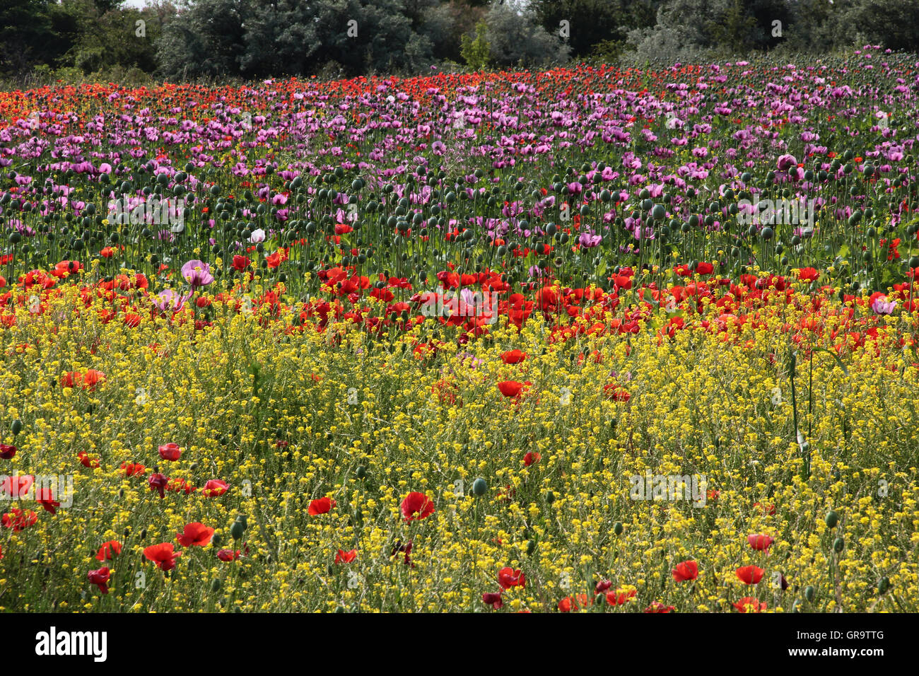 Sommerliche Mohnfeld In Burgenland, Österreich Stockfoto