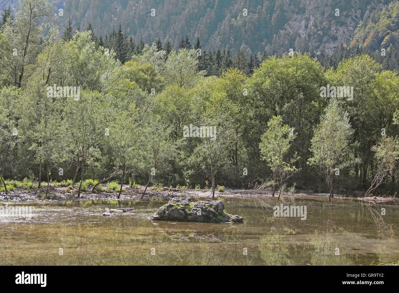 Weiden am Lago Di Fusine In Italien Stockfoto