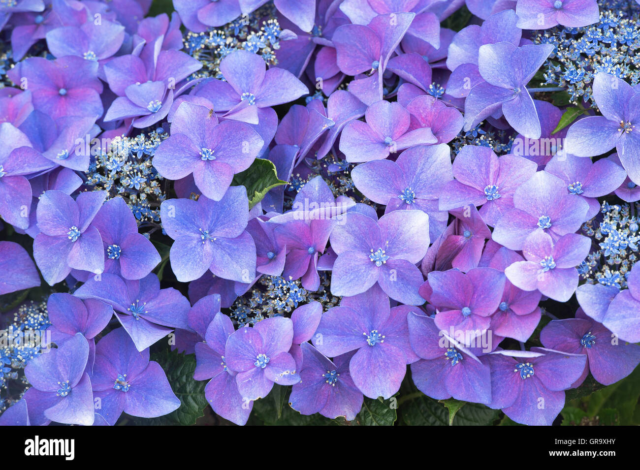 Hydrangea Macrophylla 'Kardinal violett 'Blumen Muster. Stockfoto