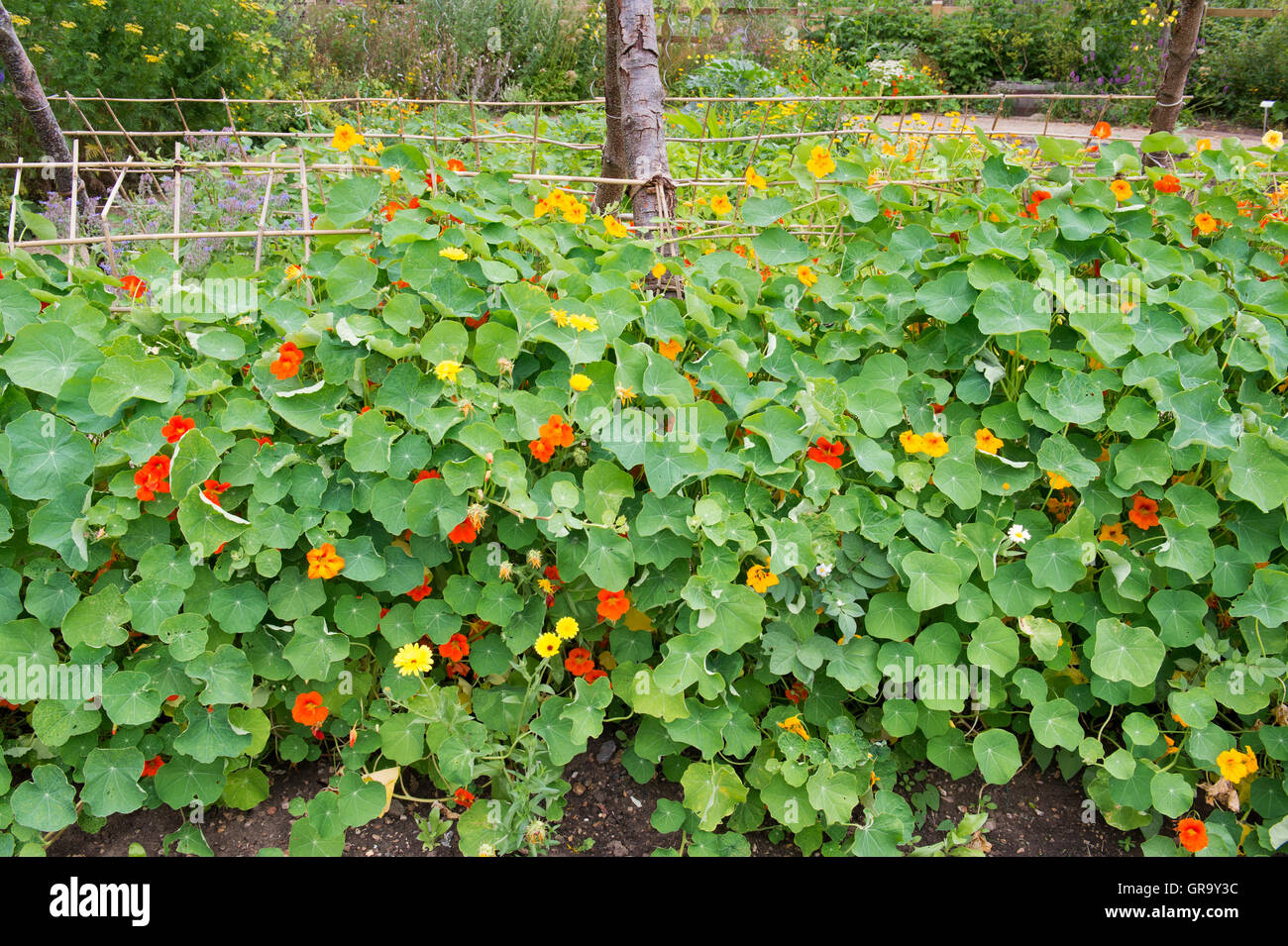 Tropaeolum Majus. Kapuzinerkresse Blüten in einem Gemüsegarten in Ryton Organic Gardens. Coventry, UK Stockfoto