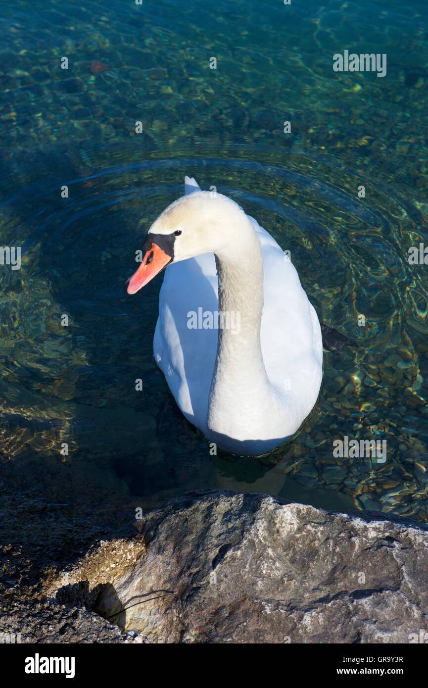 Swan Stockfoto