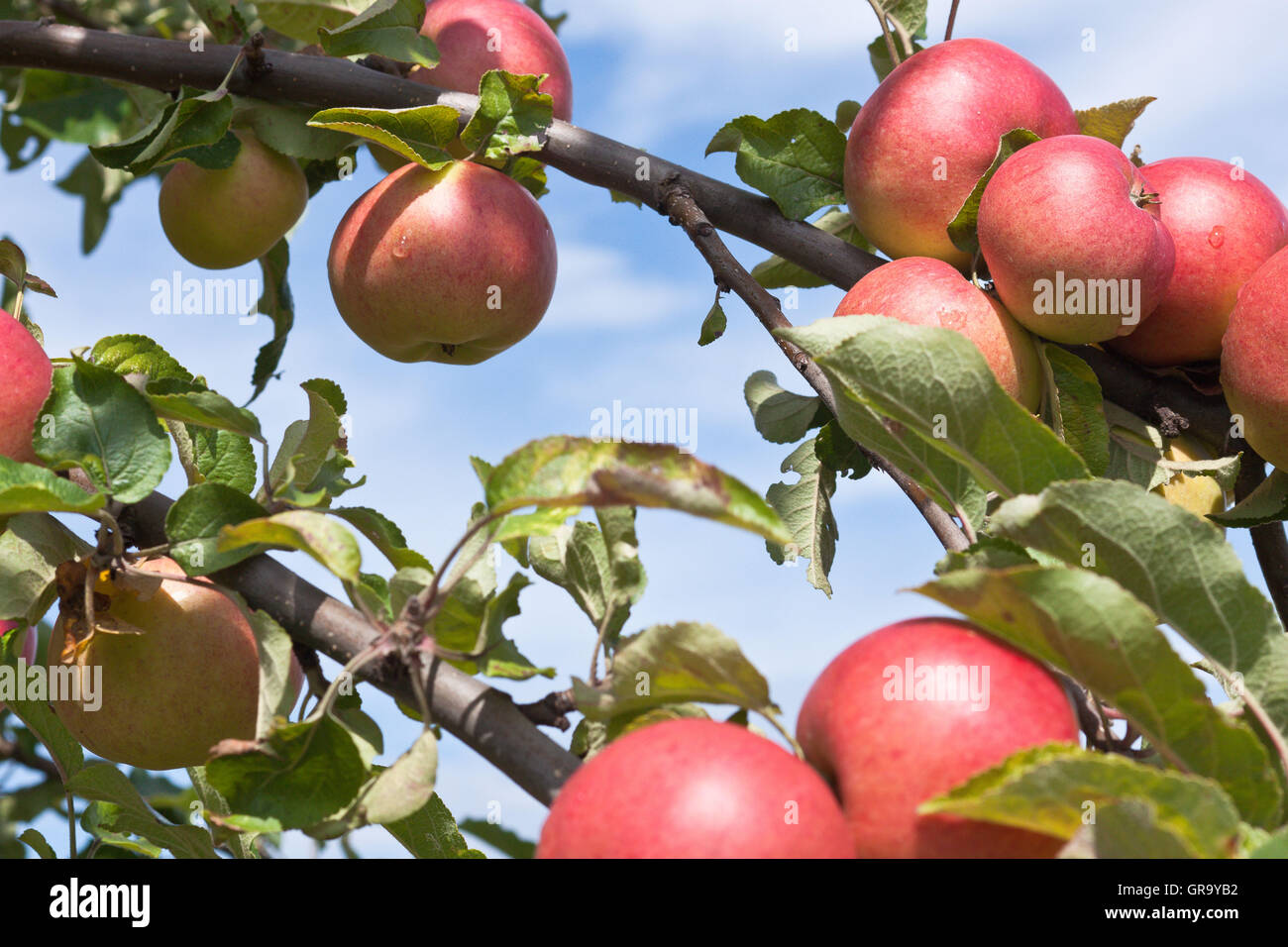 Äpfel bereit zur Ernte Stockfoto