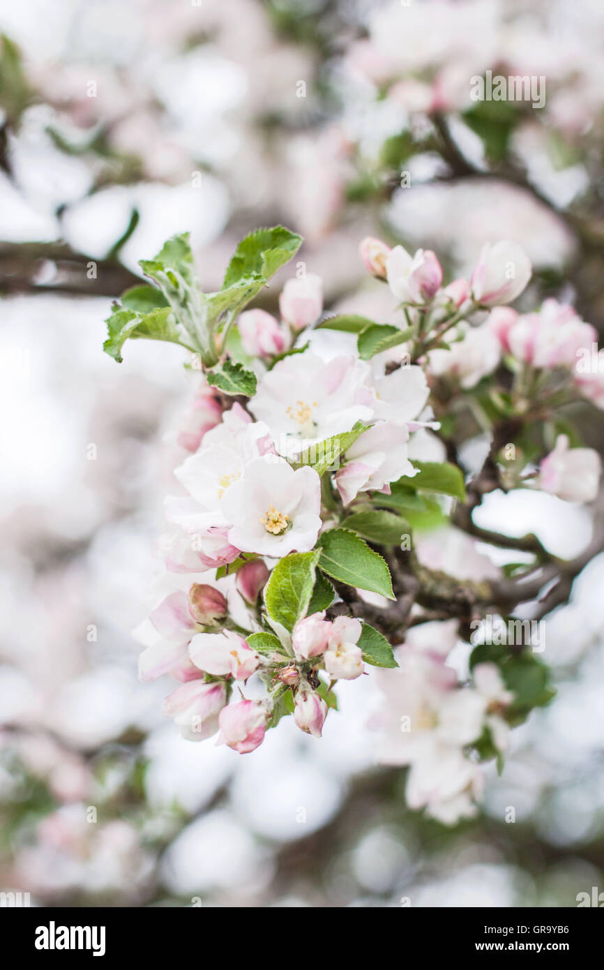 Apple Blossom Frucht Blüte Malus Domestica Stockfoto