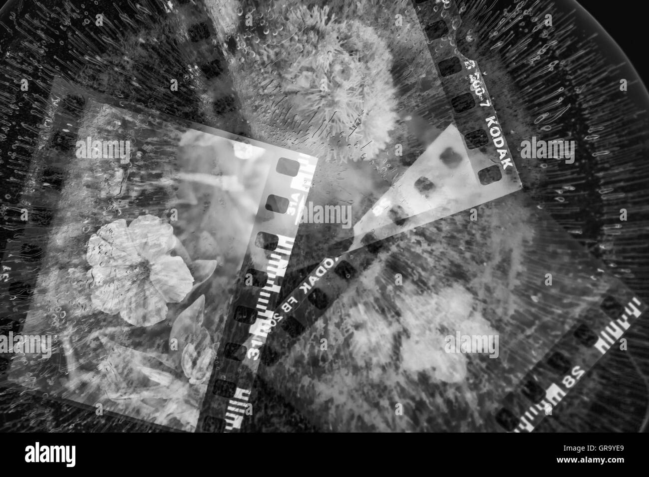 Gefrorene Filmnegative Pflanzen Stockfoto