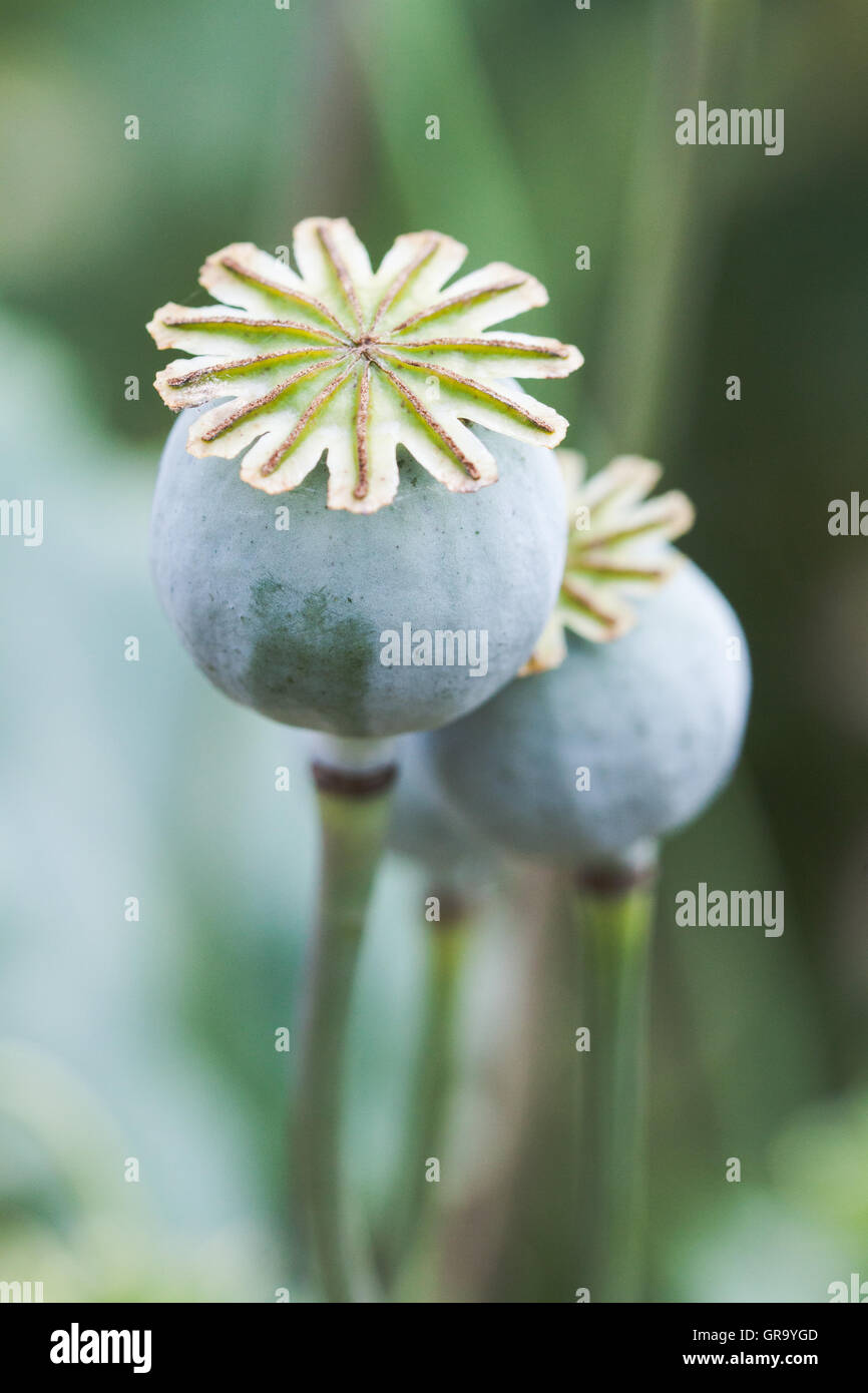 Papaver Somniferum Stockfoto