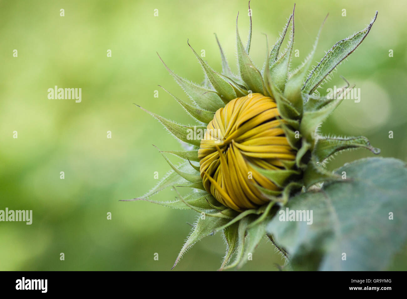 Geschlossene Sonnenblume Helianthus Annuus Stockfoto