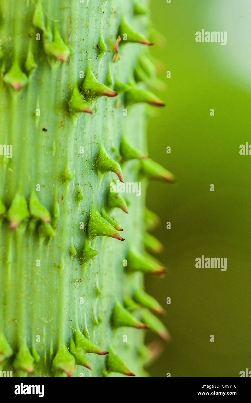 Gunnera Manicata Stockfoto