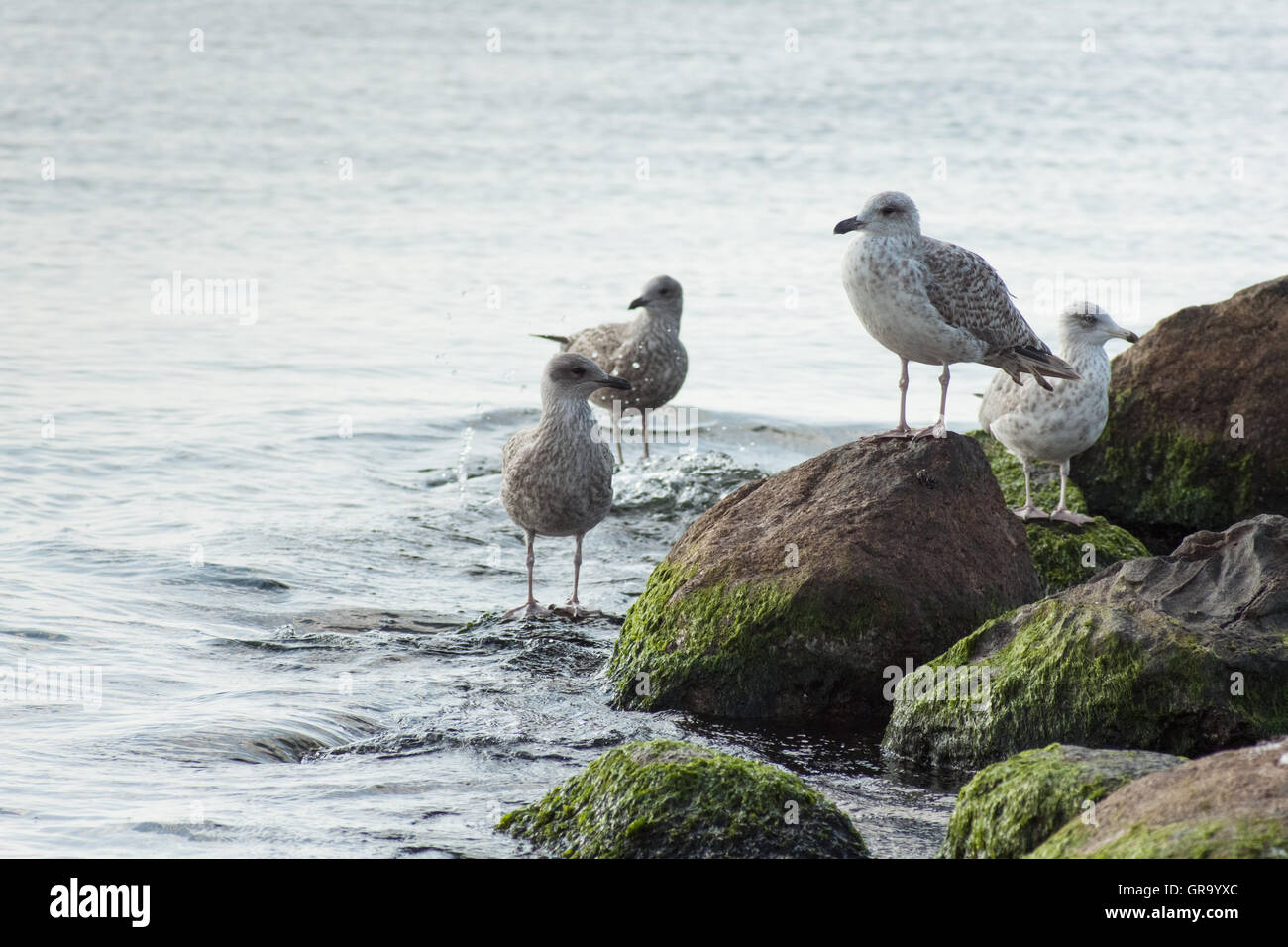 Larus Argentatus Stockfoto