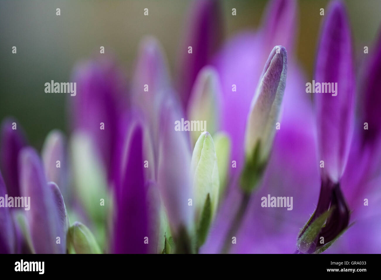 Blüten einer Spinne Blume - Cleome Spinosa Stockfoto