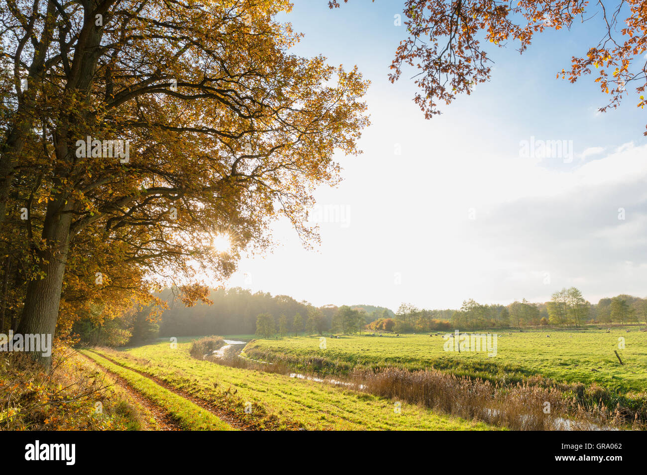 Weg mit alten Eichen und Felder im Herbst In Deutschland Stockfoto