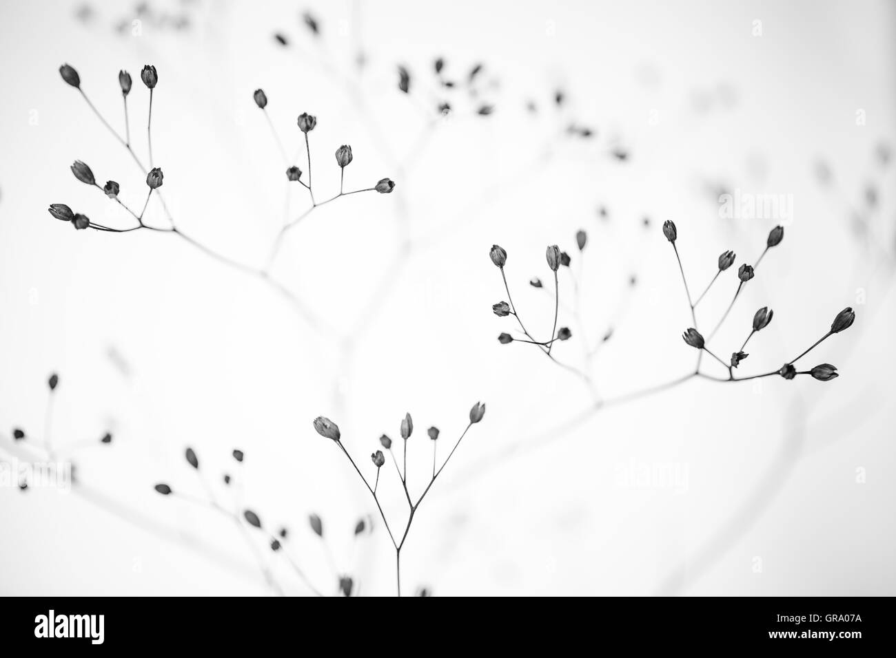 Künstlerische Schwarz-Weiss Foto einer getrockneten Pflanze Stockfoto