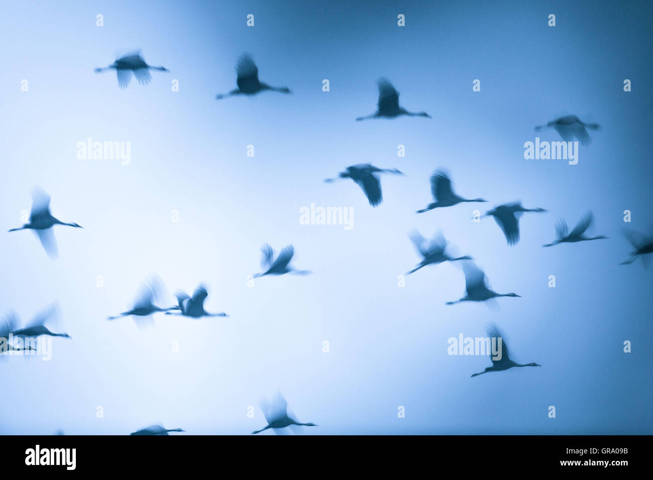 Künstlerisches Bild einer Gruppe von fliegenden Kraniche mit Motion Blur Stockfoto