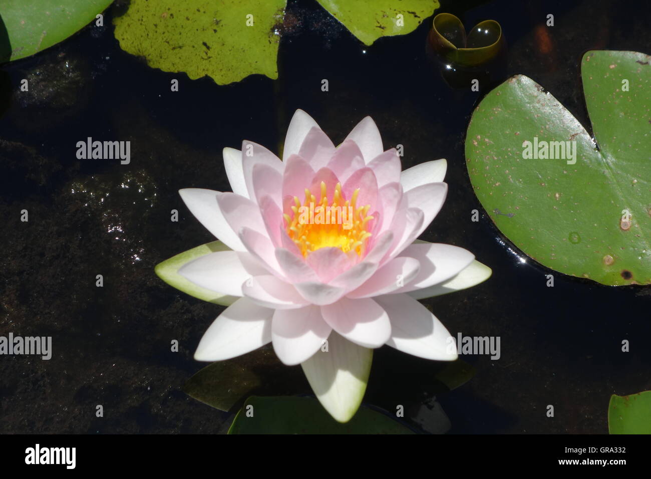 Rosa Lotusblume, Wat Chalong, Chalong, Phuket, Thailand Stockfoto