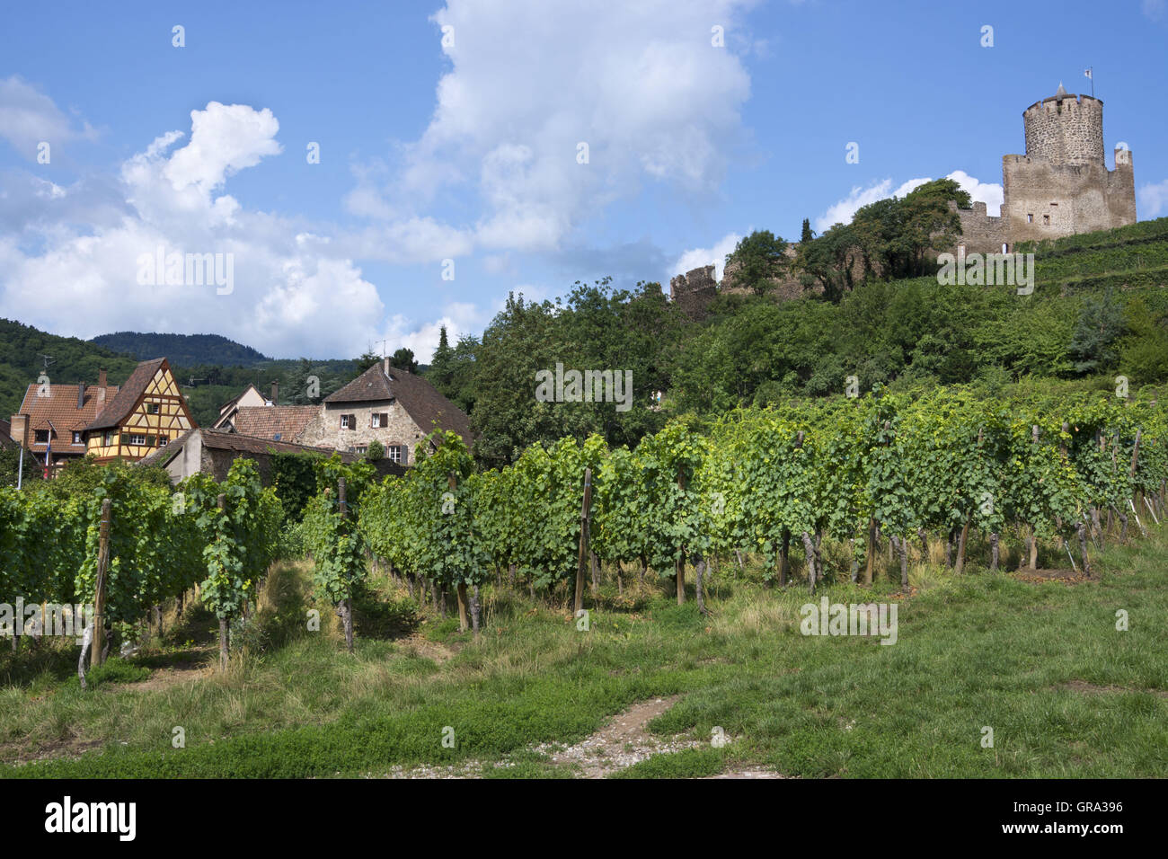 Burgruine Kaysersberg, Haut-Rhin, Elsass, Frankreich, Europa Stockfoto