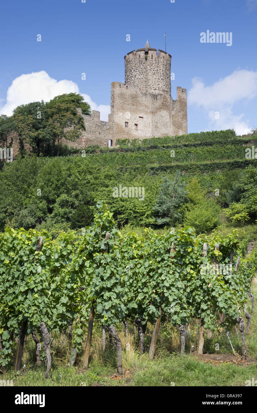 Burgruine Kaysersberg, Haut-Rhin, Elsass, Frankreich, Europa Stockfoto
