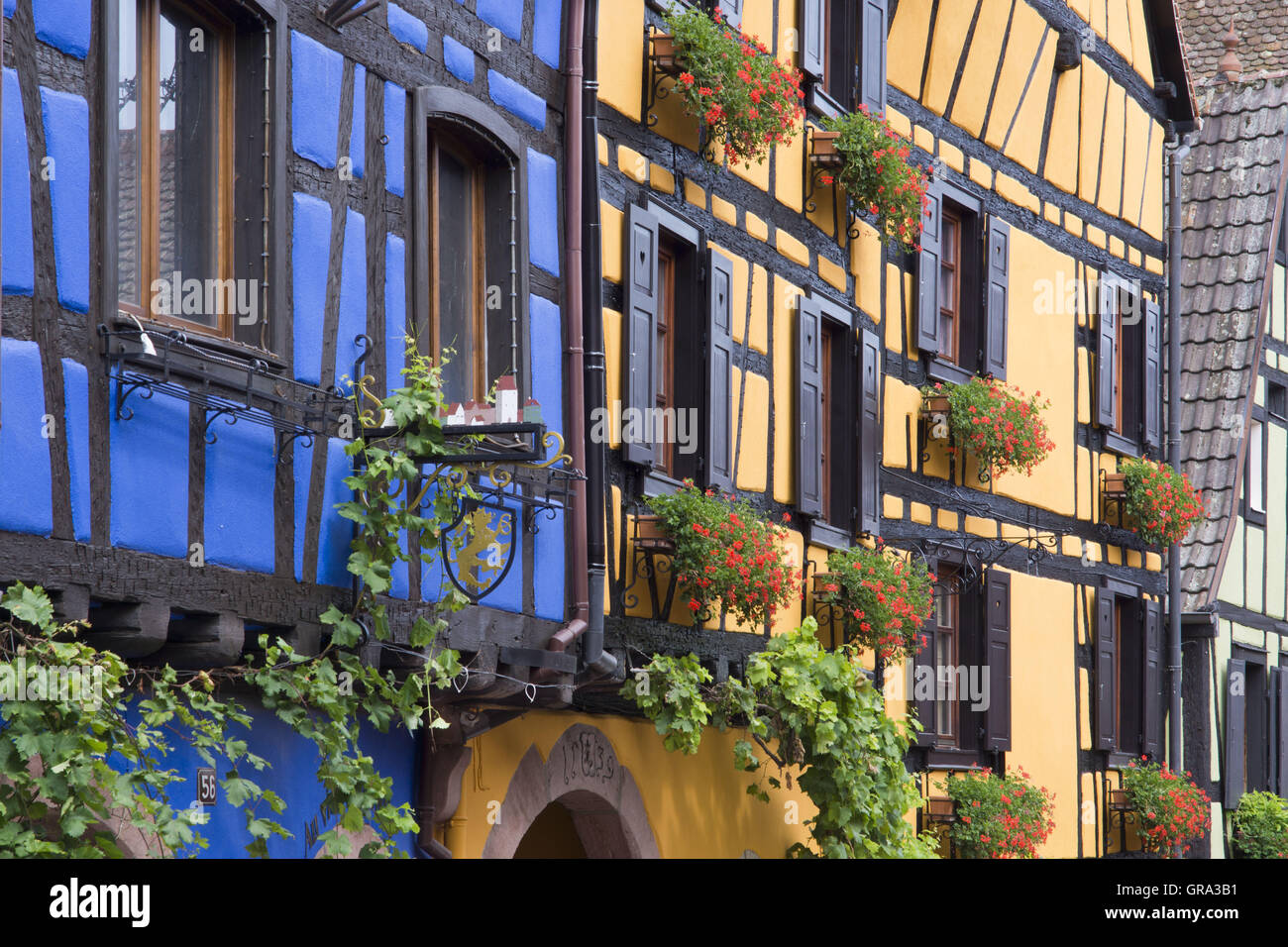 Fachwerkhäuser, Riquewihr, Elsass, Departement Haut-Rhin, Frankreich, Europa Stockfoto