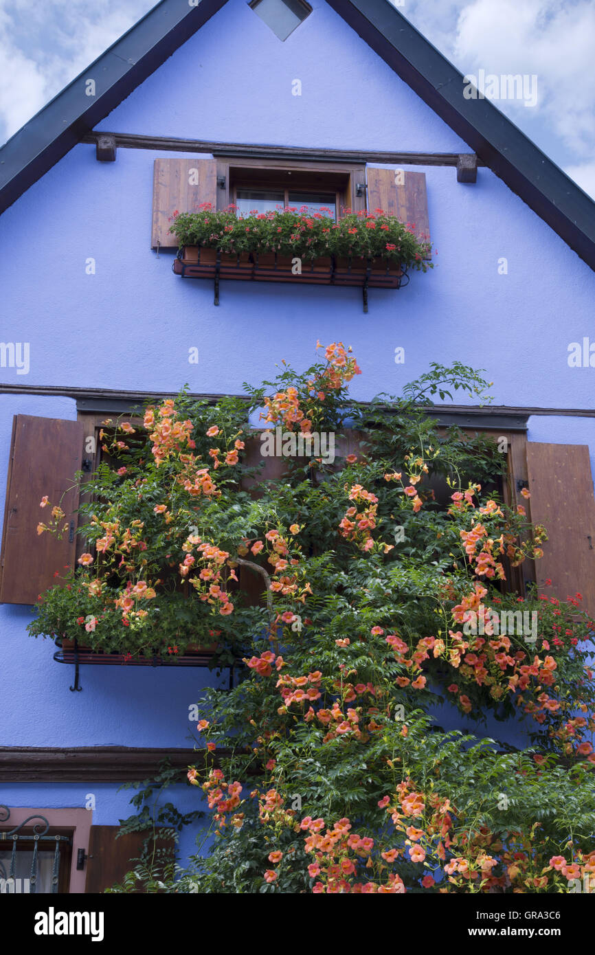 Fenster, Riquewihr, Elsass, Departement Haut-Rhin, Frankreich, Europa Stockfoto
